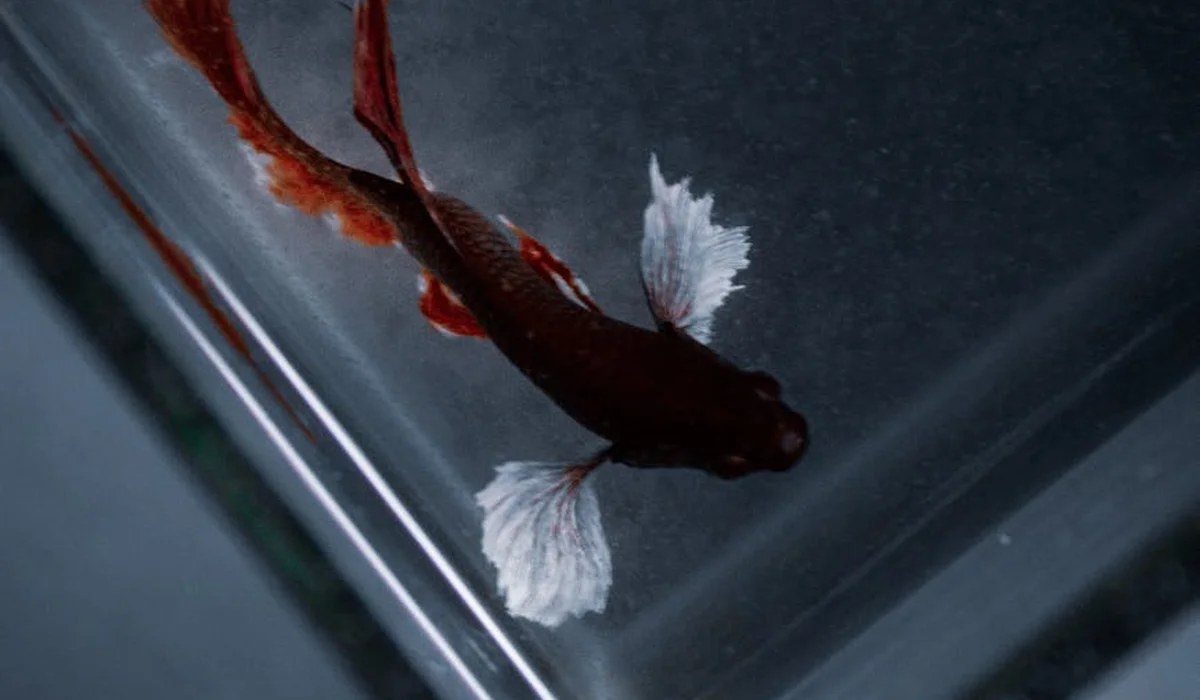 Top-down view of a red fish with white fins swimming in a clear aquarium, illustrating a cycled tank ready for life.