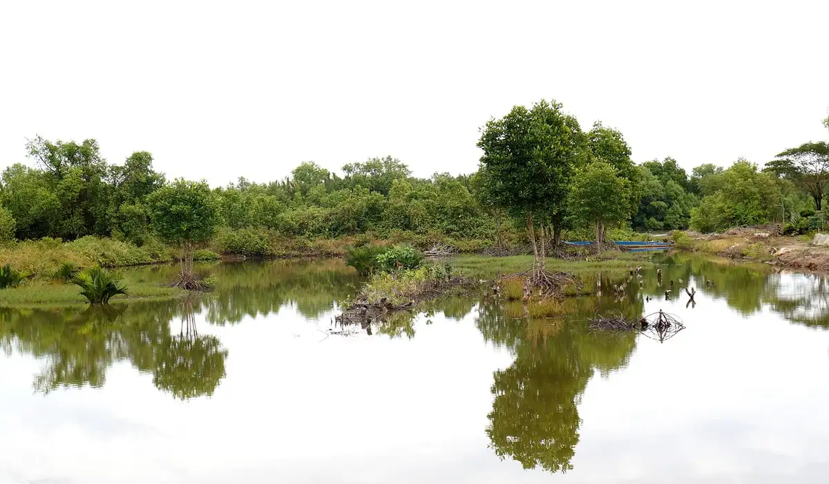 Calm freshwater pond with trees reflected in the water, illustrating natural habitats relevant to choosing live foods for fish.
