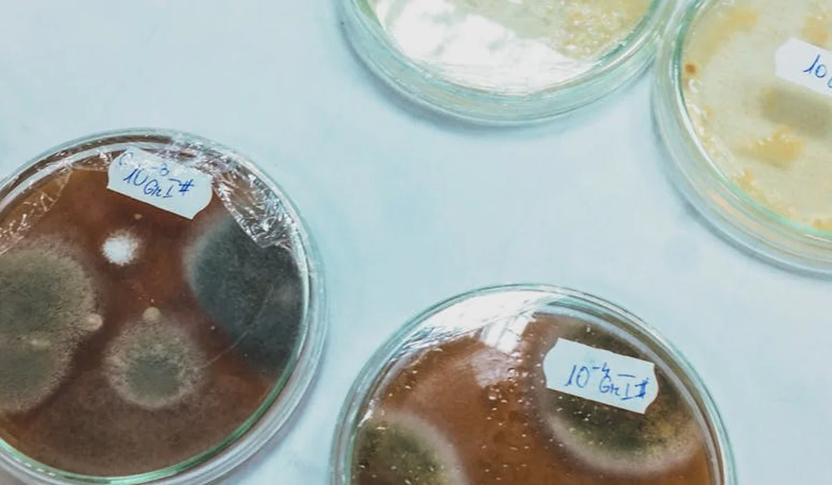 Close-up of several agar Petri dishes with white fuzzy mold colonies, labeled with handwritten tags, on a light blue surface