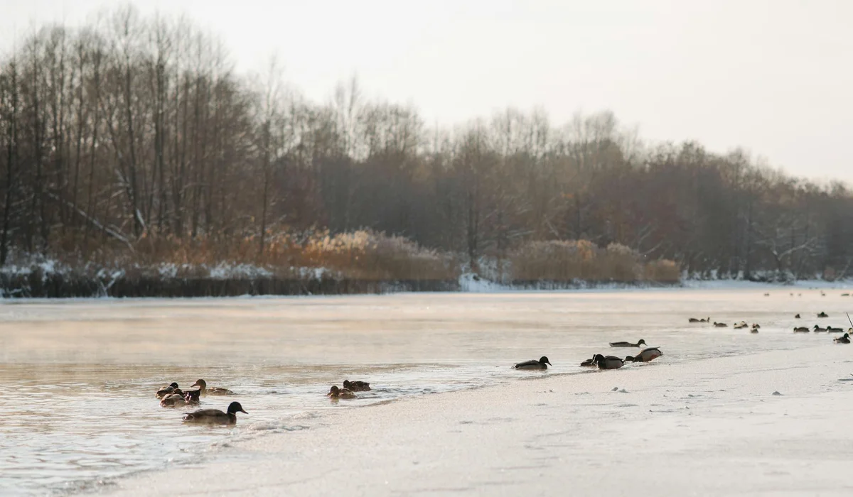Snowy lakeside scene with ducks swimming in partially frozen water and bare trees in the background