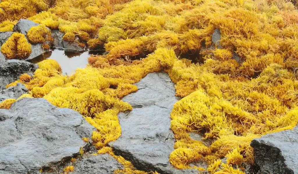 Algae in Your Aquarium: Unraveling the Good, the Bad, and the Balanced