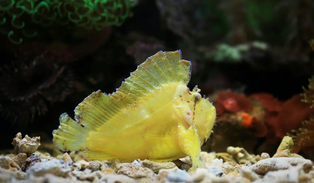 Bright yellow reef fish on a sandy ocean floor with coral in the background, illustrating the need for improved fish welfare.