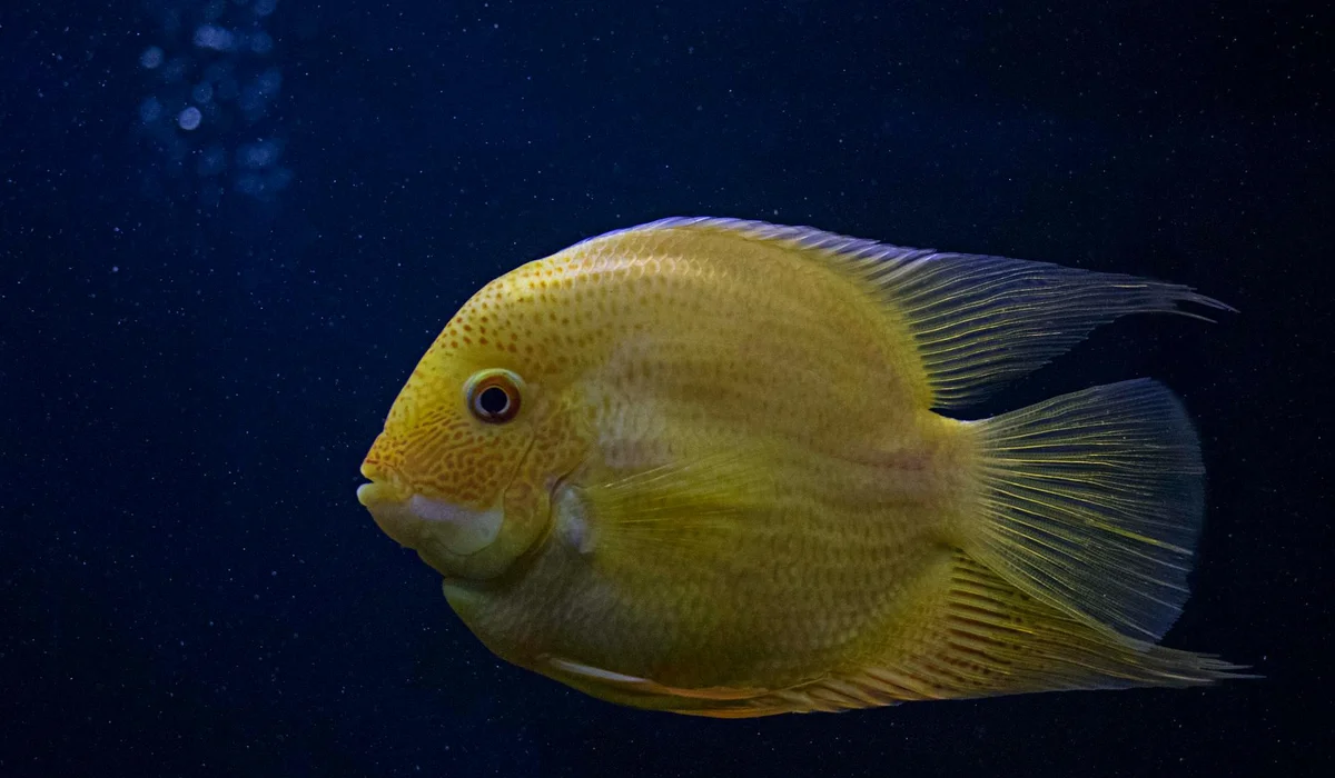 Bright yellow, round-bodied fish with translucent fins swimming in a dark blue aquarium background.