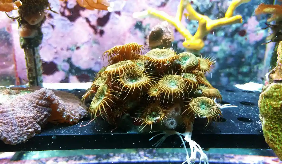 Close-up of colorful zoanthid corals in a small home aquarium.